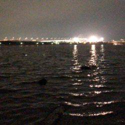 甲子園浜　シーバス×キビレ